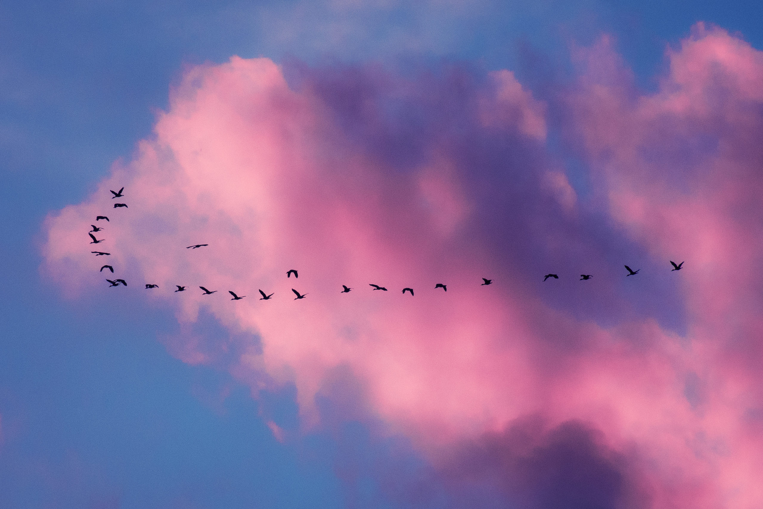 A formation of geese flies through the sky with gorgeous pink sunset-laden puffy clouds behind them