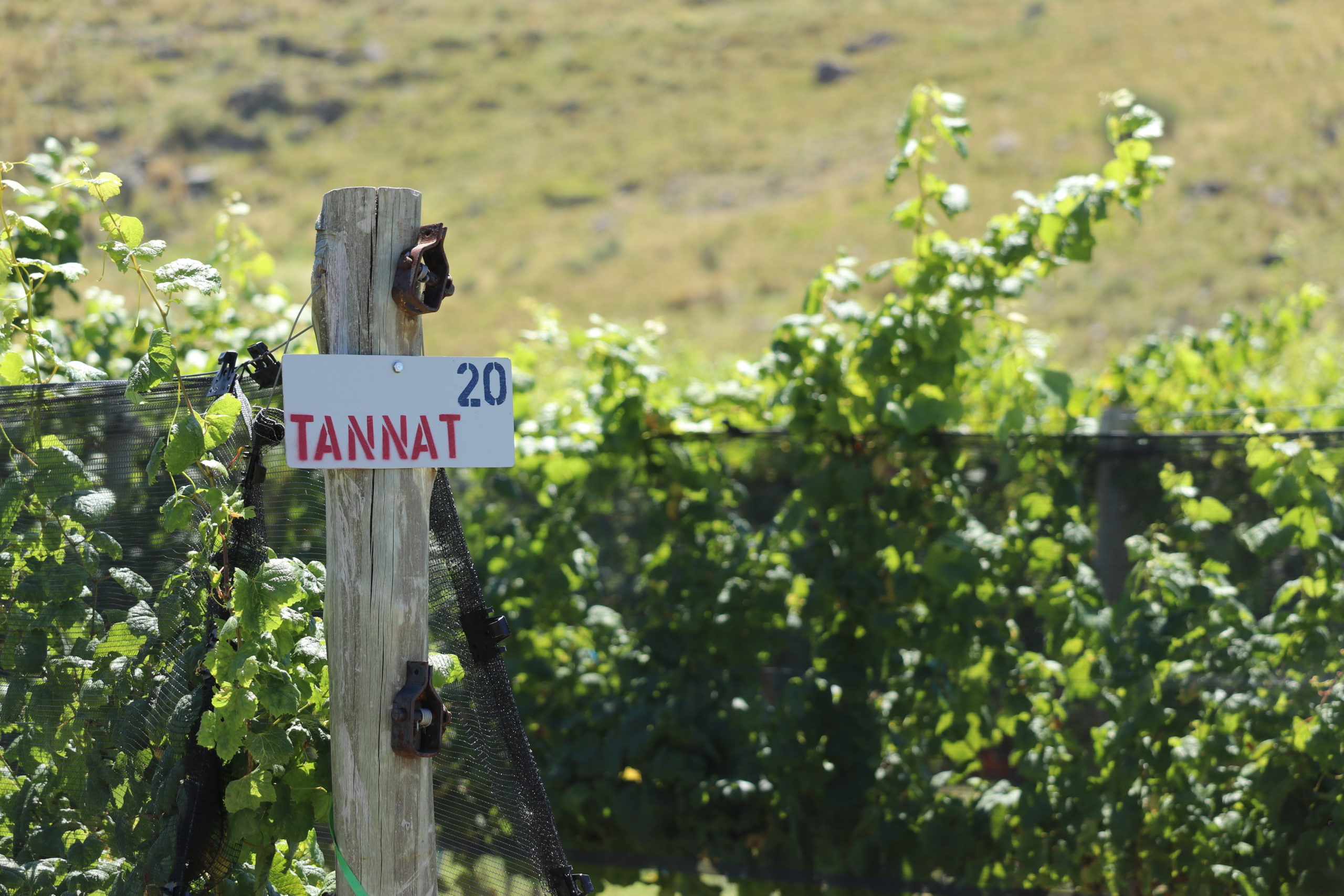 Summer vineyard with a sign post reading Tannat 20 to show the vineyard block