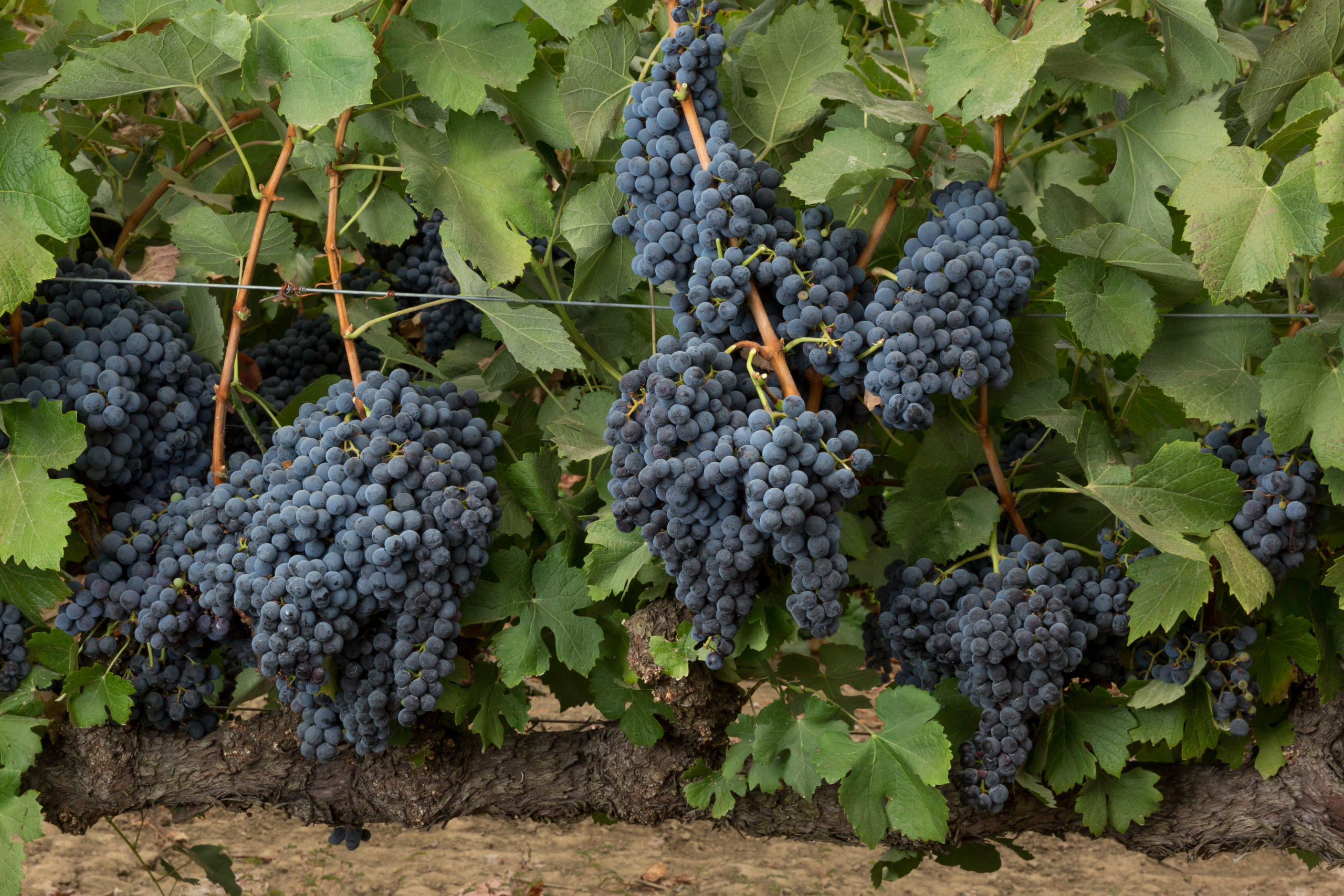 Giant red wine grape clusters adorn vines with giant leaves from the Grand Noir wine