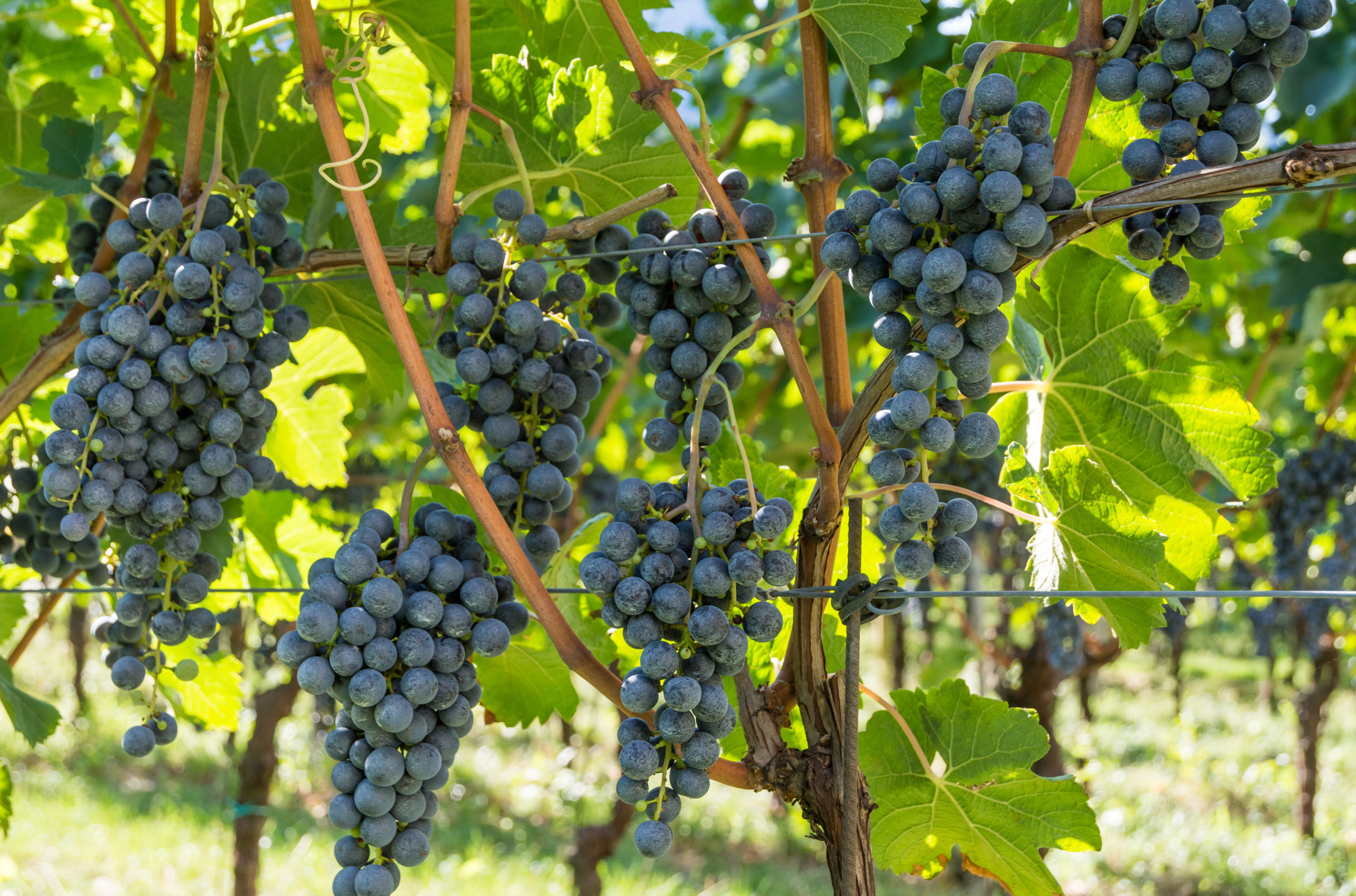 Beautiful Lagrein red wine grapes hanging on the vines