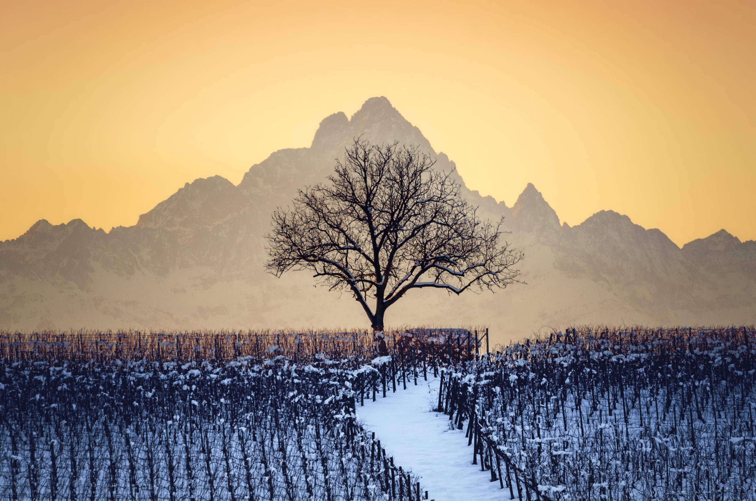 Sunset in winter over the vineyards of Barolo