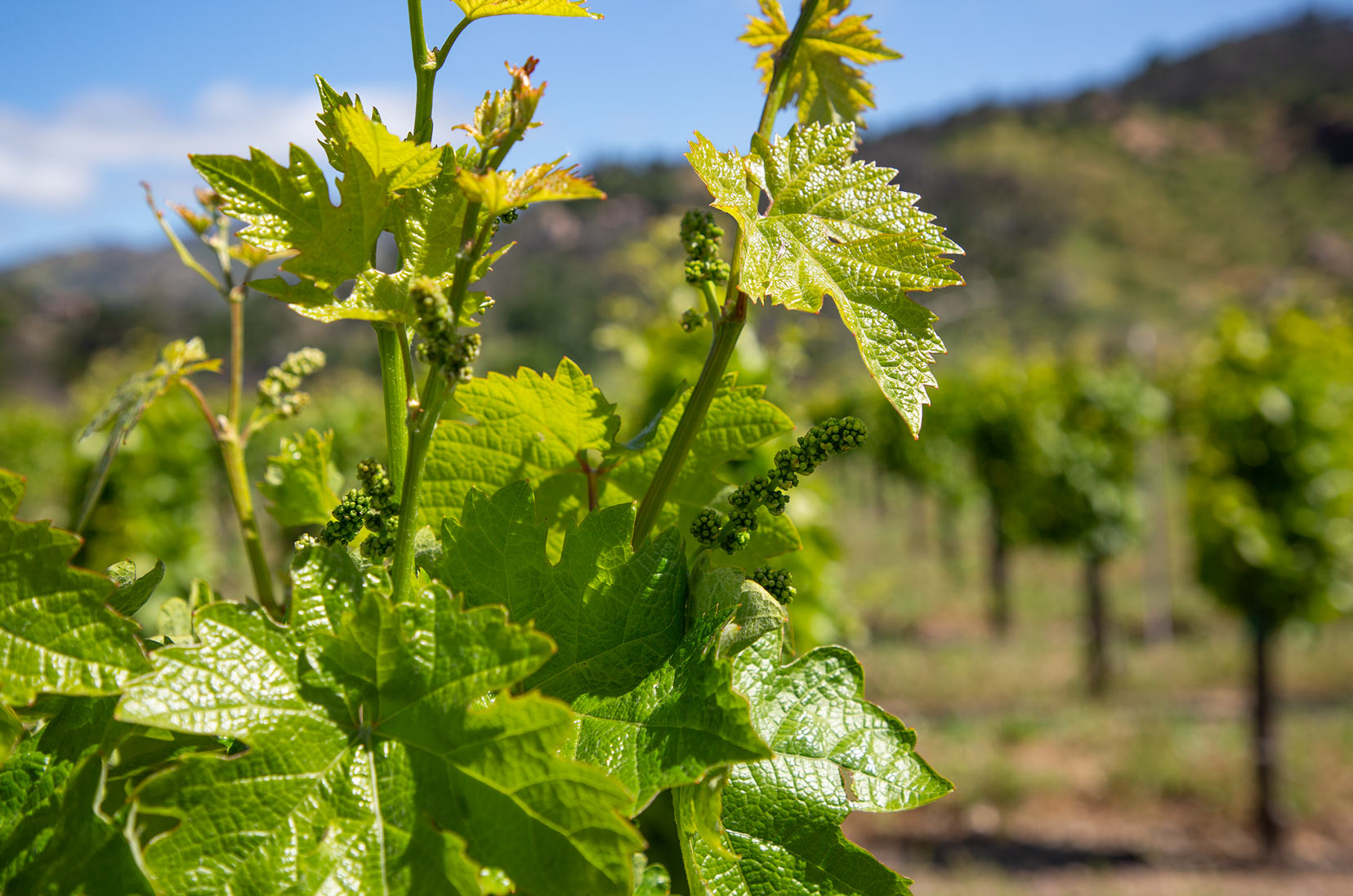 Closeup of wine vineyard in Spring showing small berries